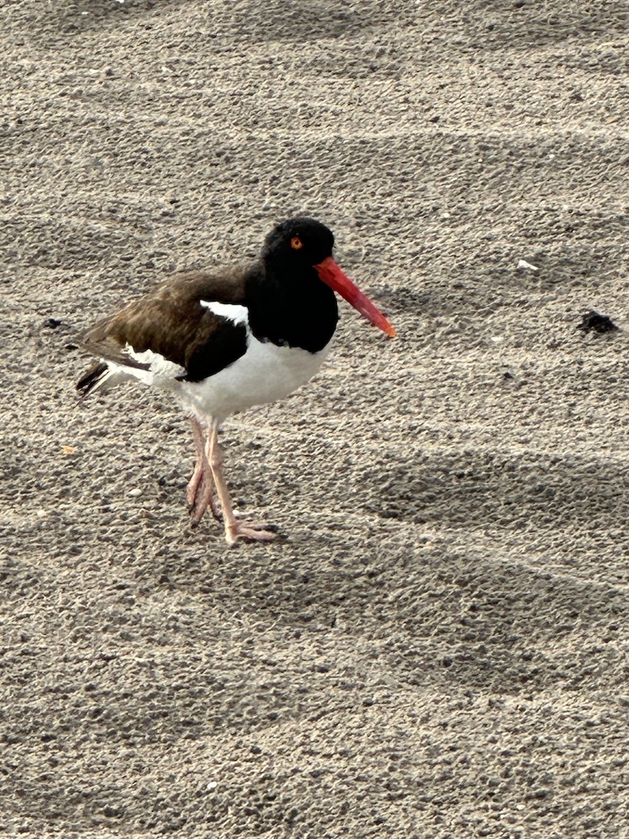 American Oystercatcher - ML584960111