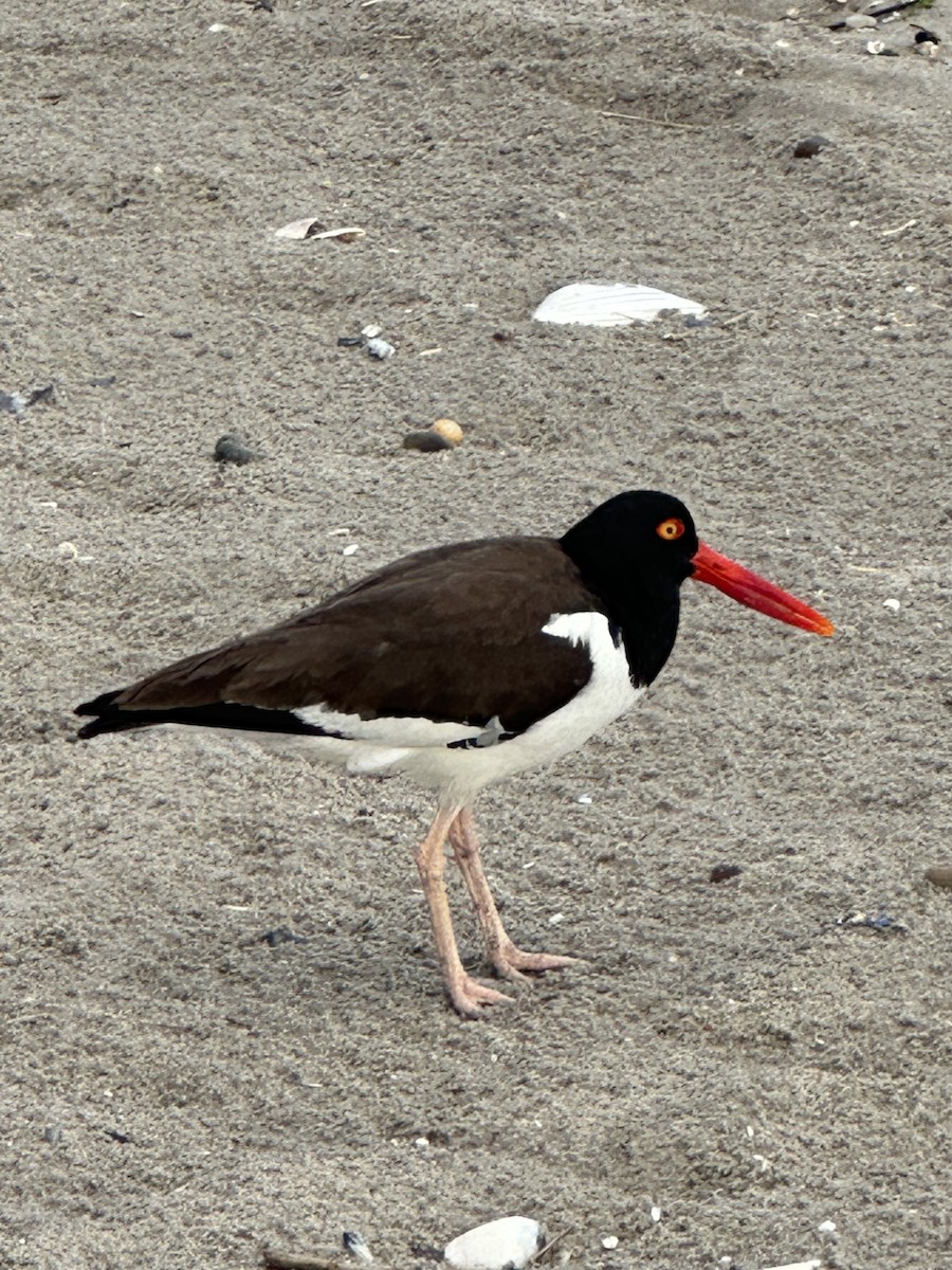 American Oystercatcher - ML584960121