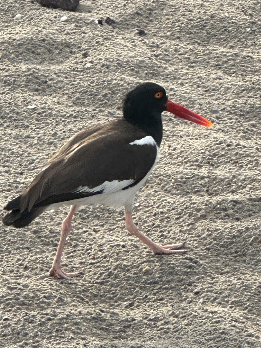 American Oystercatcher - ML584960131