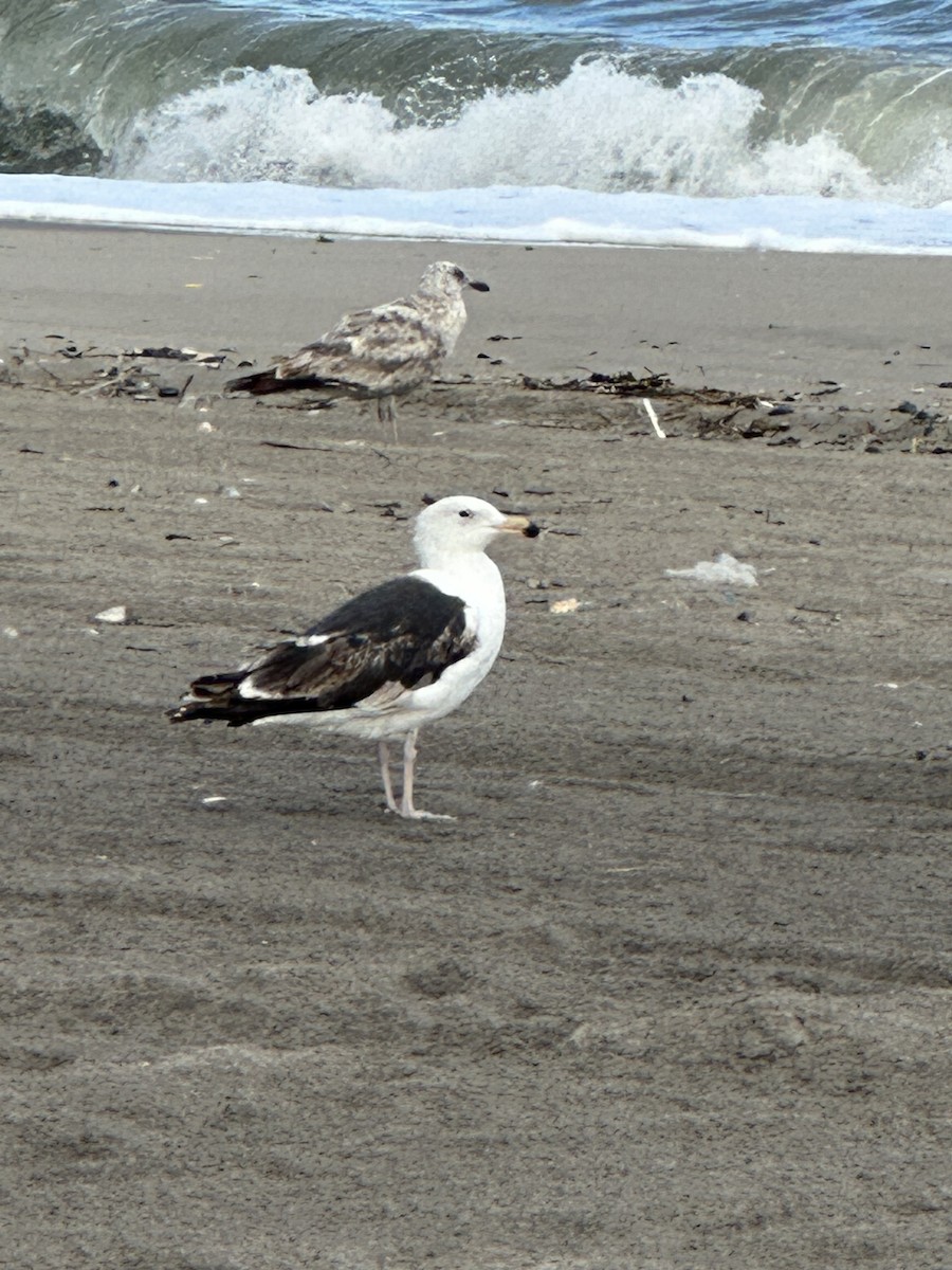 Great Black-backed Gull - ML584960241