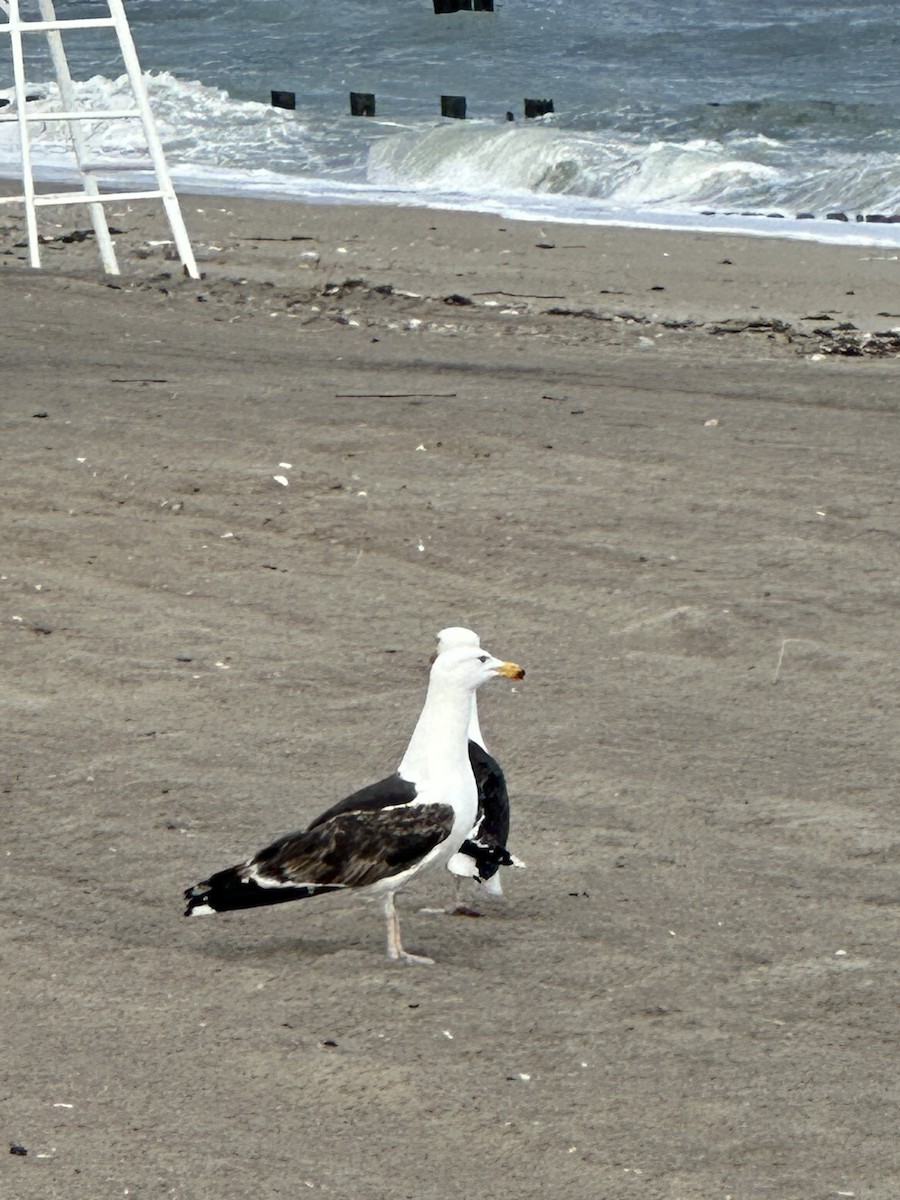 Great Black-backed Gull - ML584960251