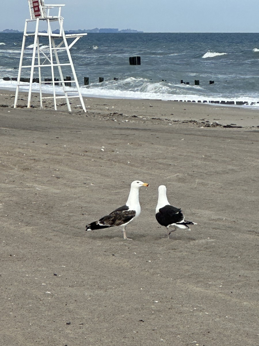 Great Black-backed Gull - ML584960261