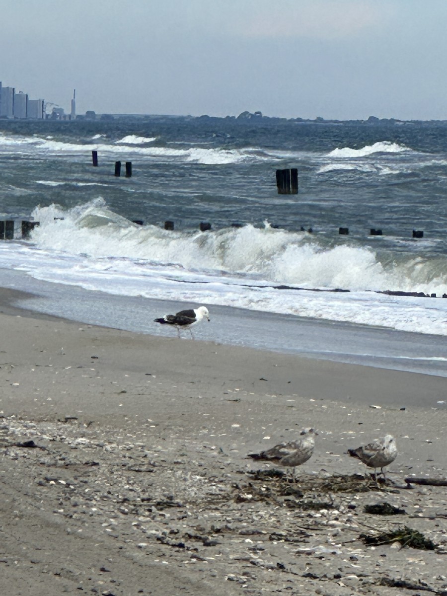 Great Black-backed Gull - ML584960271