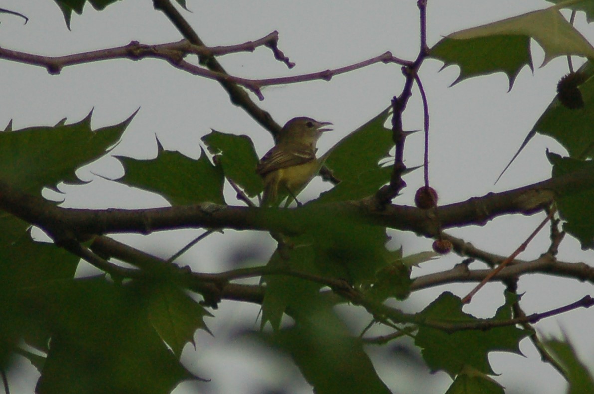 Bell's Vireo - David Brinkman