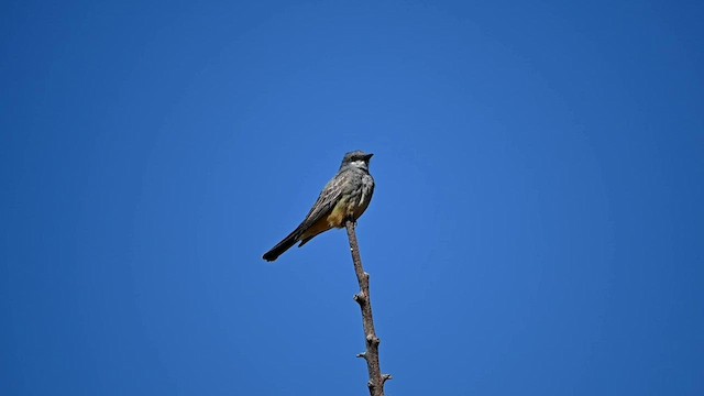 Cassin's Kingbird - ML584960481