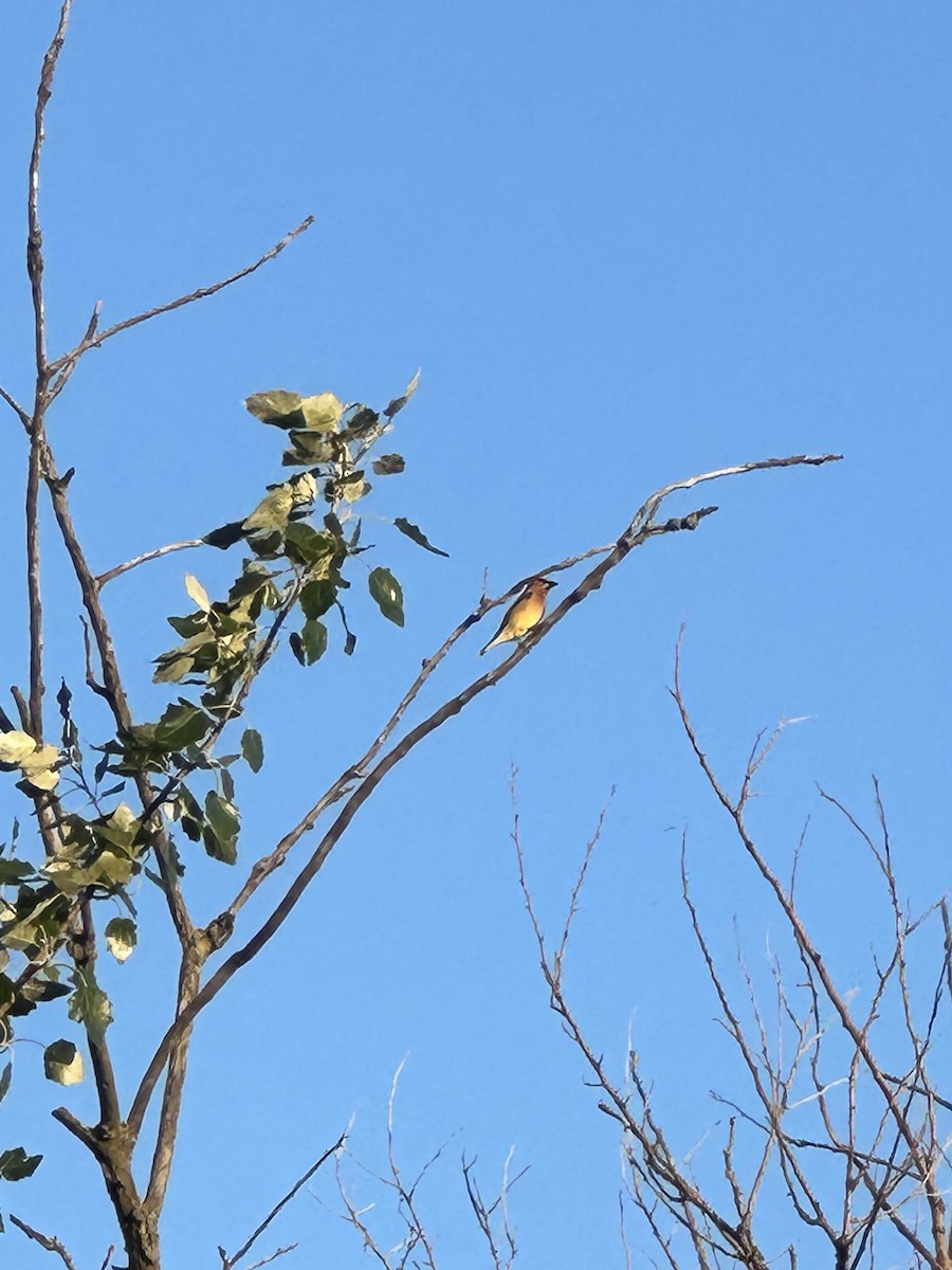 Cedar Waxwing - ML584960641