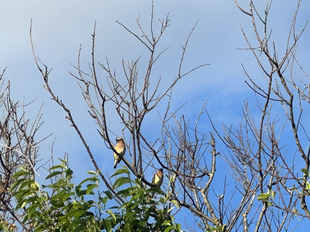 Cedar Waxwing - ML584960651