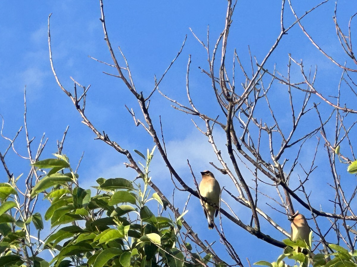 Cedar Waxwing - ML584960661