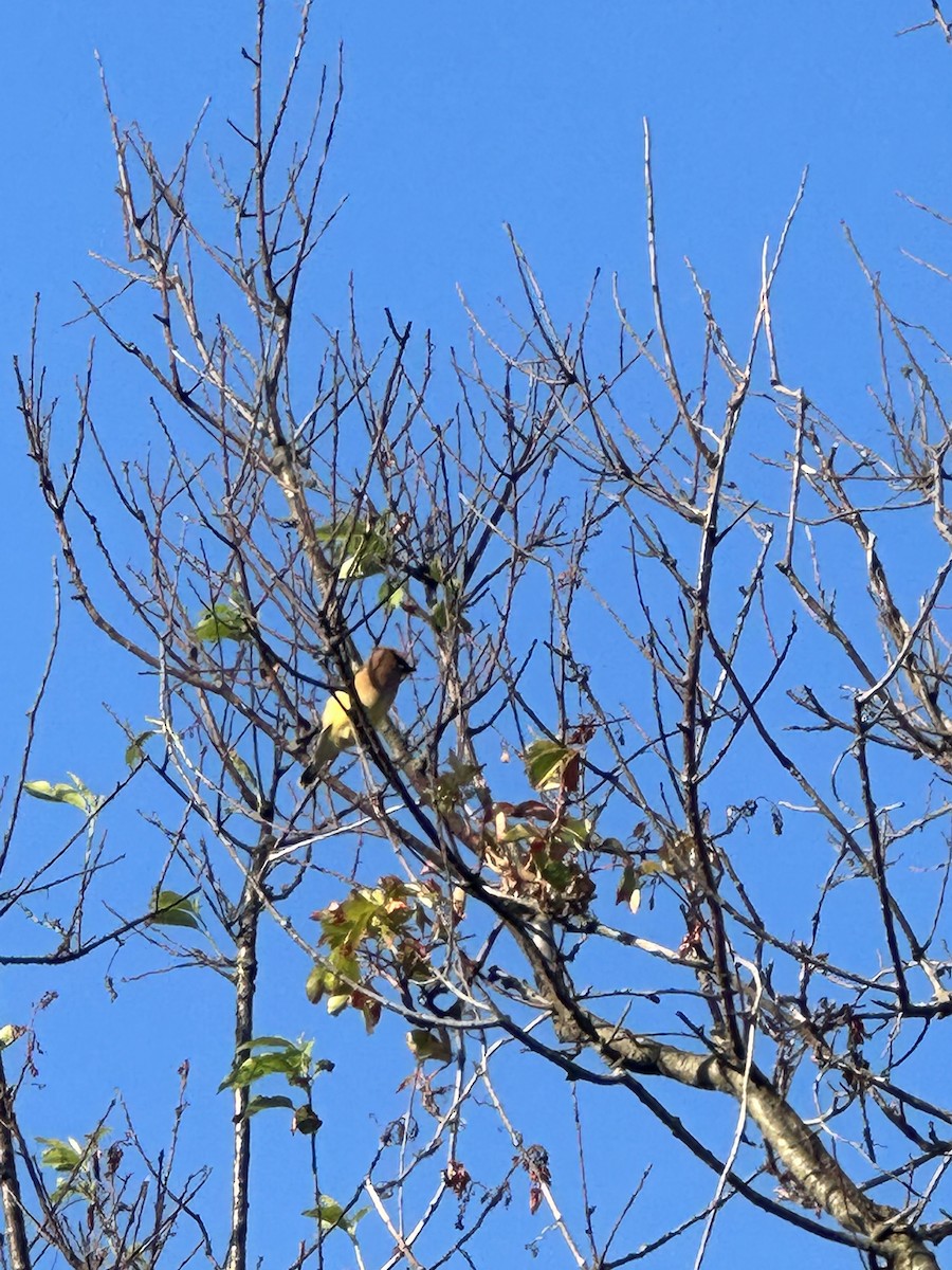 Cedar Waxwing - ML584960671