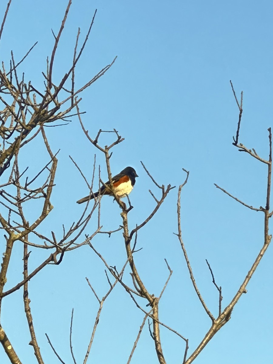 Eastern Towhee - Karina Ramkalawan