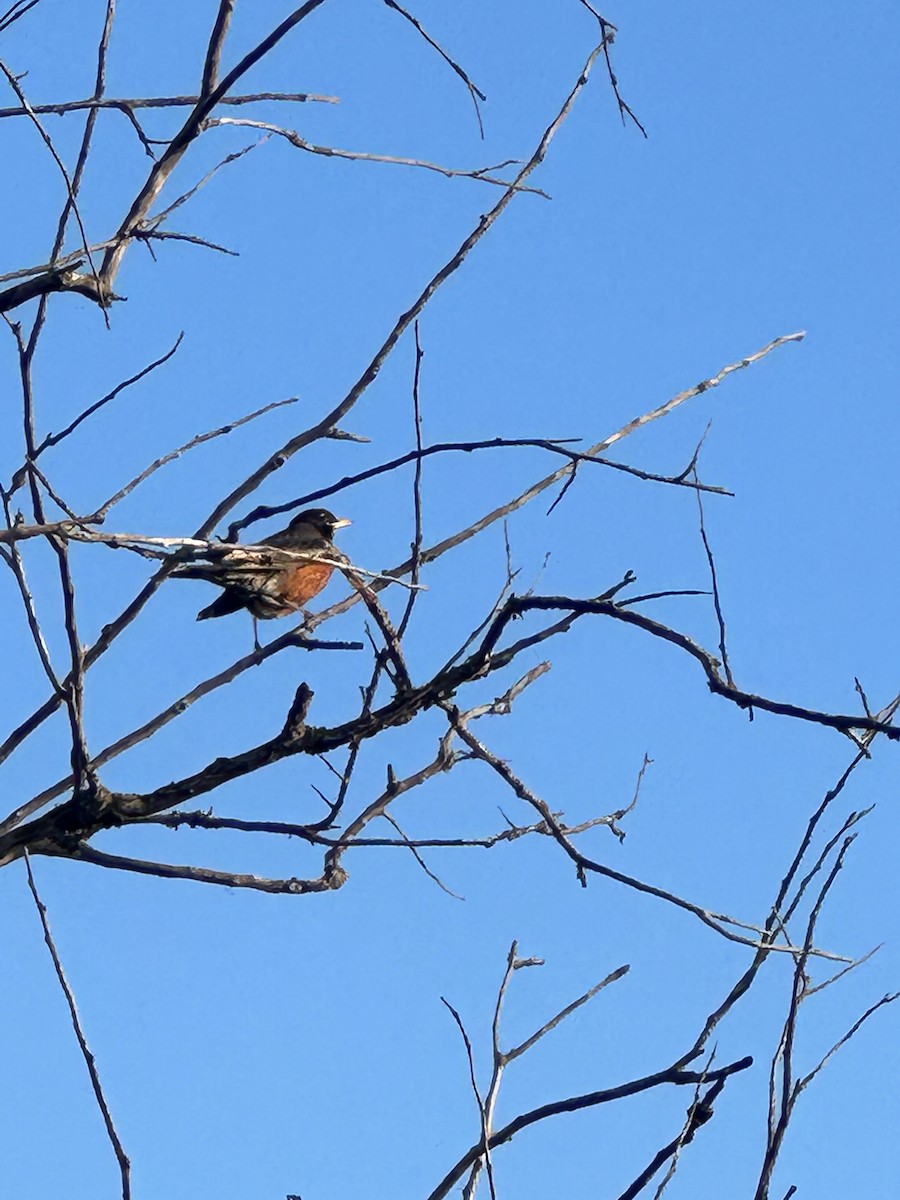 American Robin - ML584961601