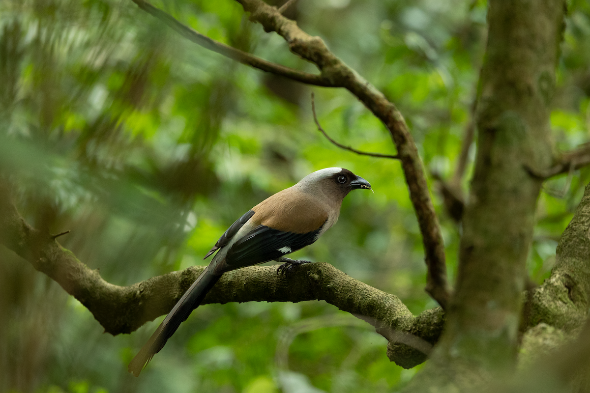 Gray Treepie - ML584964361