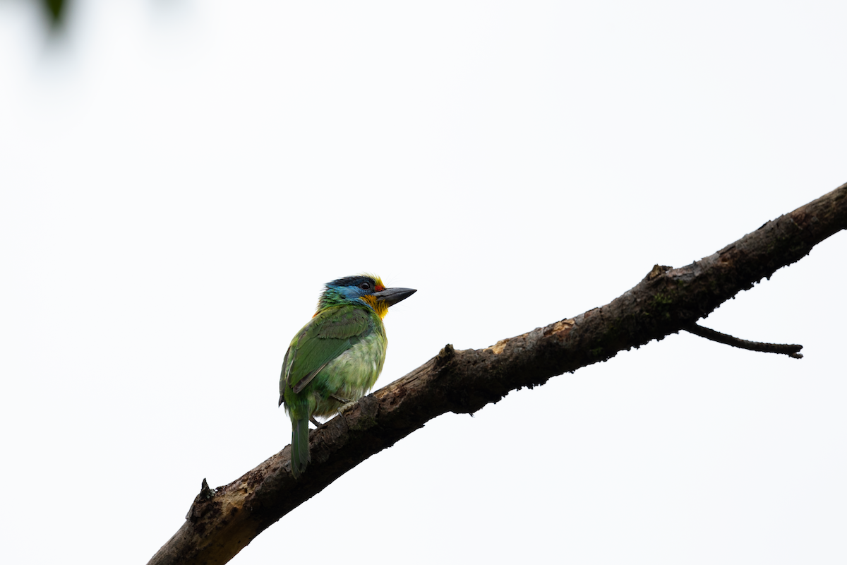 Taiwan Barbet - ML584964501