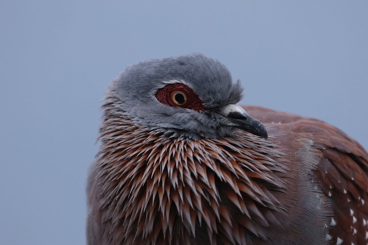 Speckled Pigeon - ML584965191