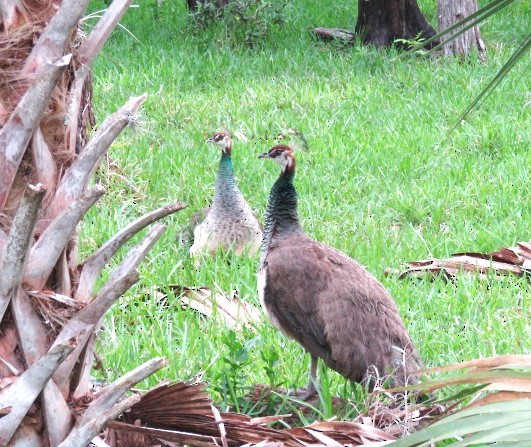 Indian Peafowl - ML584966921