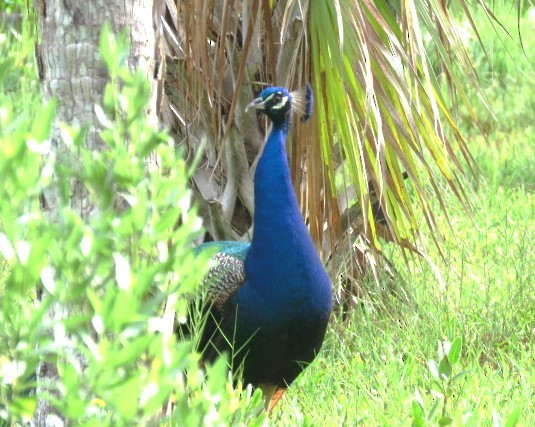 Indian Peafowl - ML584966971