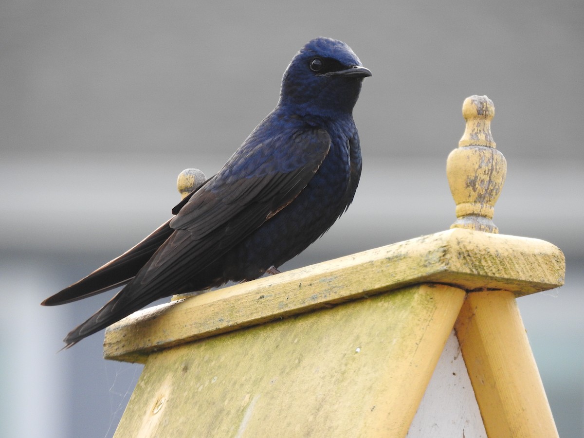 Purple Martin - Alan MacEachren