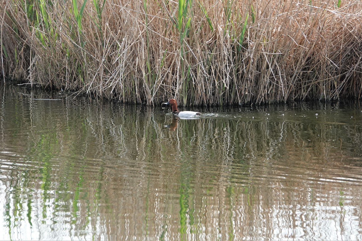 Common Pochard - Nicola Marchioli