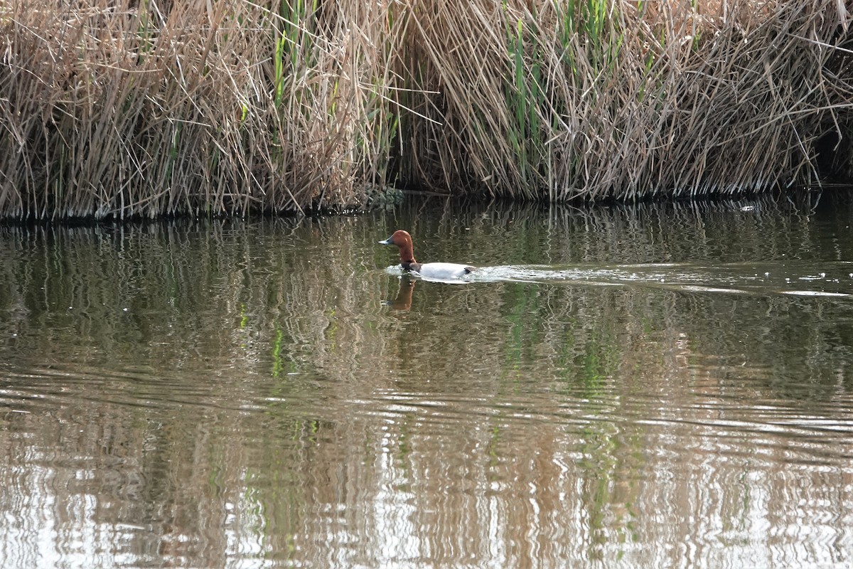 Common Pochard - ML584967921