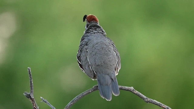 Gambel's Quail - ML584967941