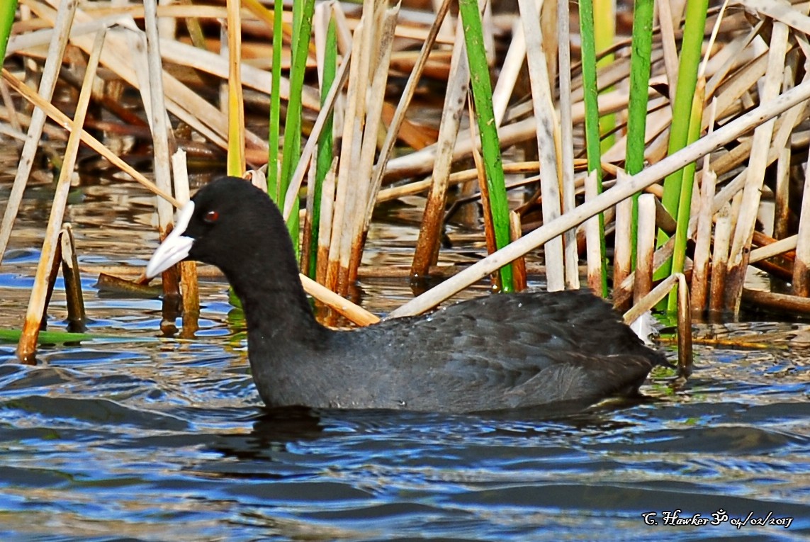 Eurasian Coot - ML58496871