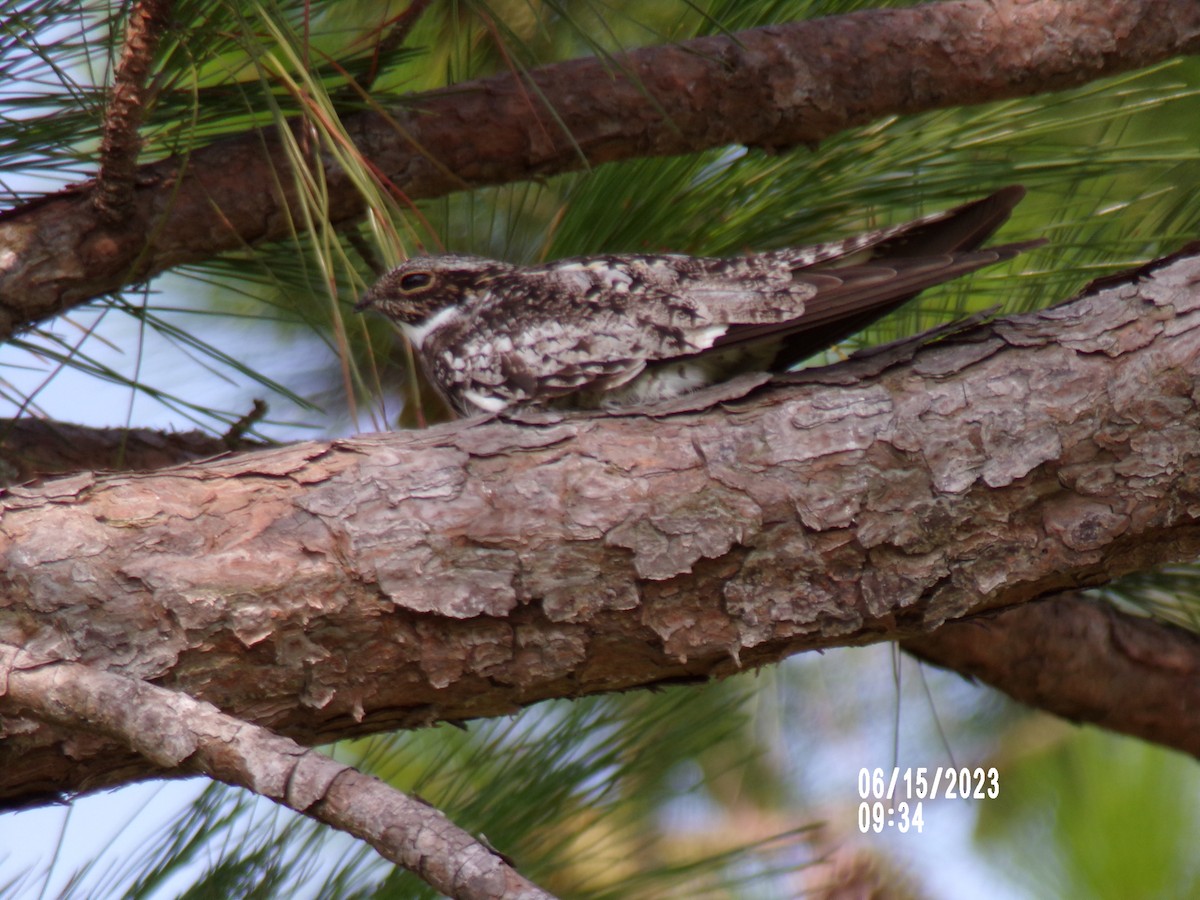 Common Nighthawk - Texas Bird Family