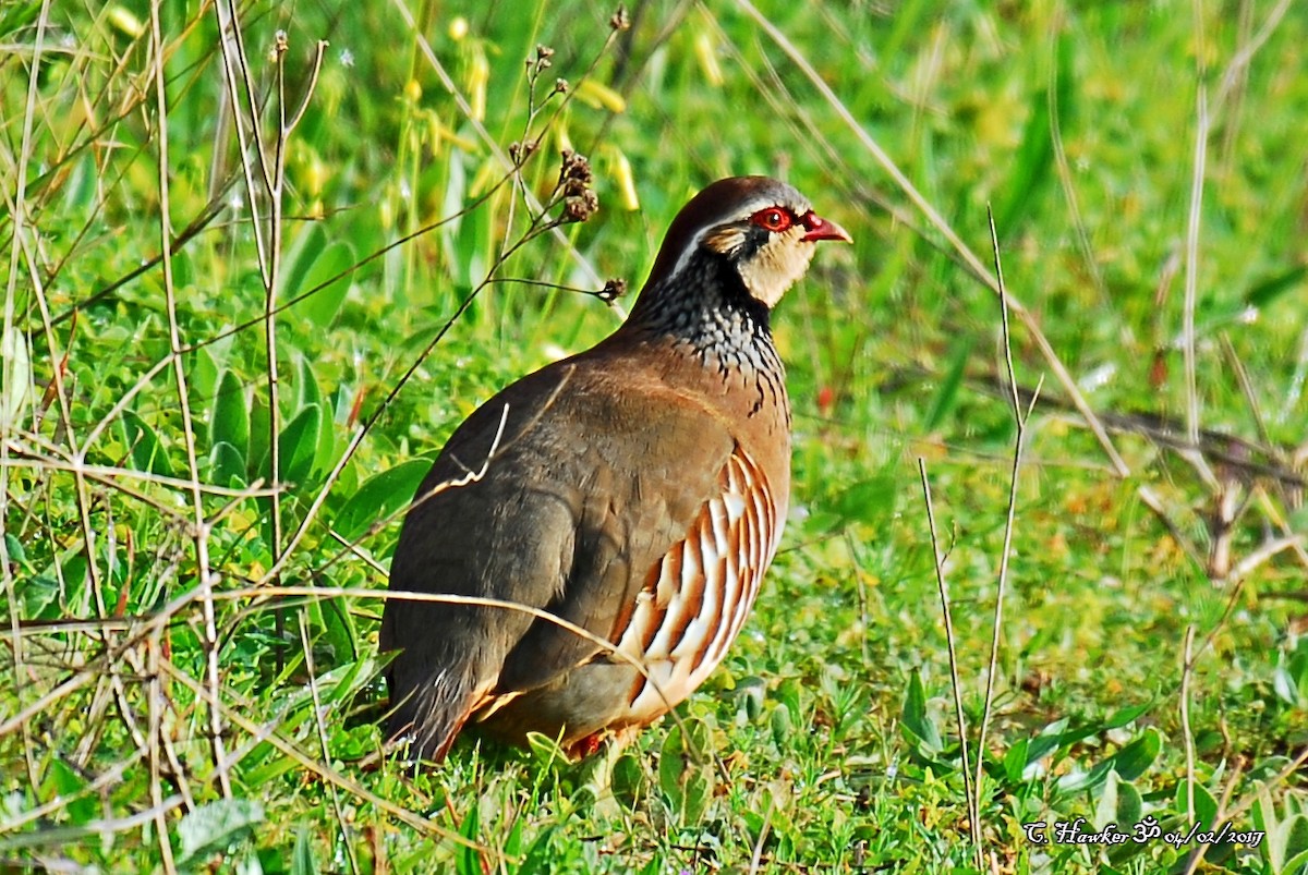 Red-legged Partridge - ML58496891