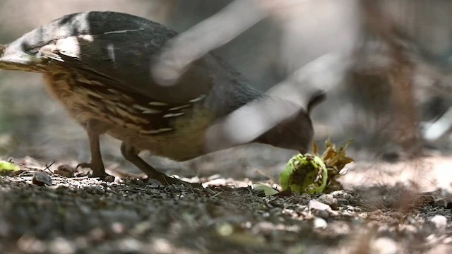 Gambel's Quail - ML584968981