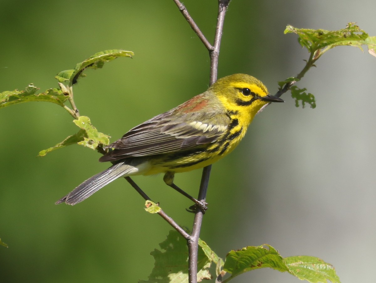 Prairie Warbler - Bobby Brown