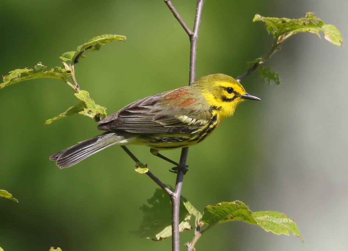 Prairie Warbler - ML584969141