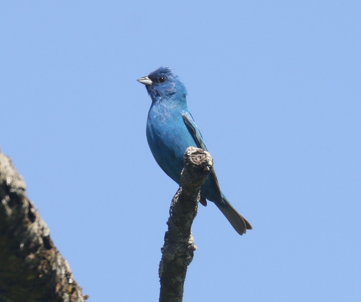 Indigo Bunting - Bobby Brown