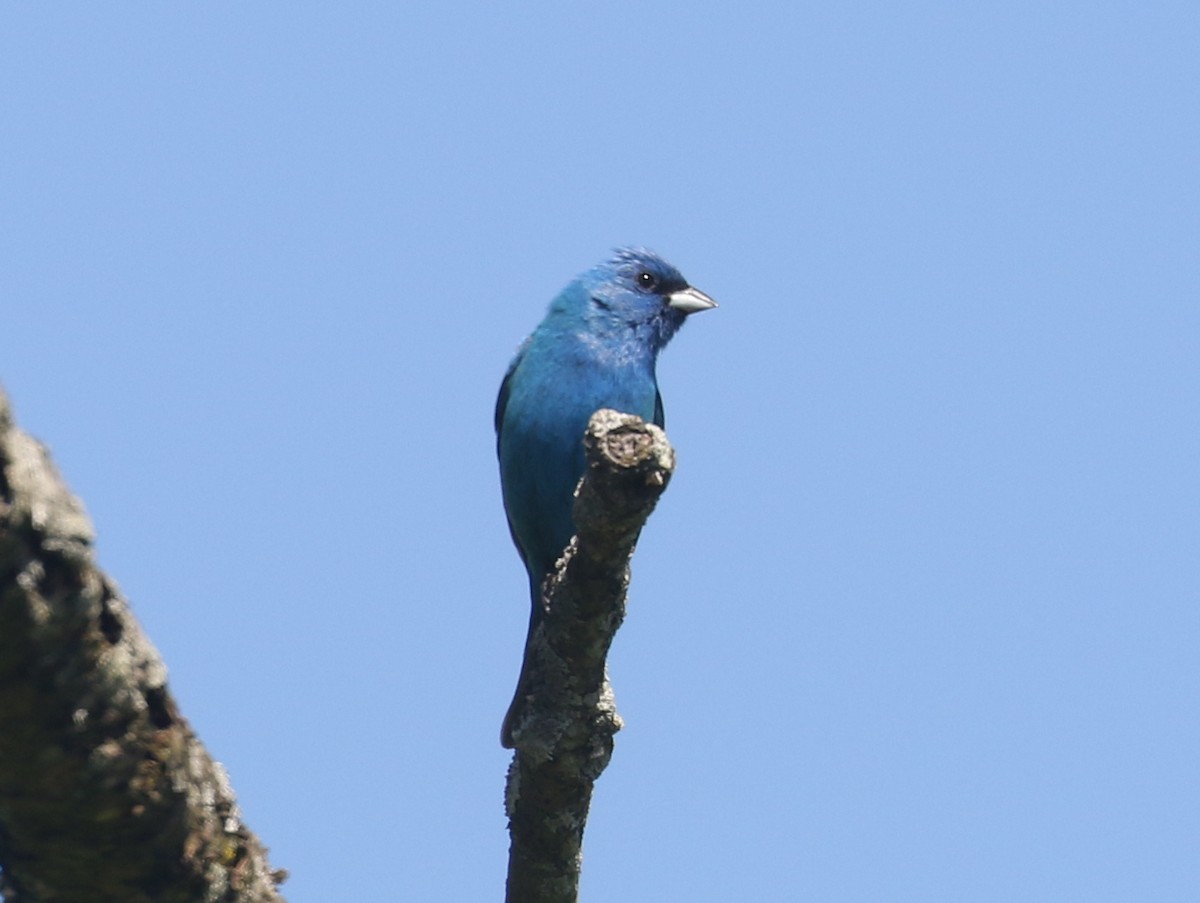 Indigo Bunting - Bobby Brown