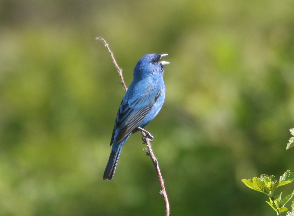 Indigo Bunting - ML584969281