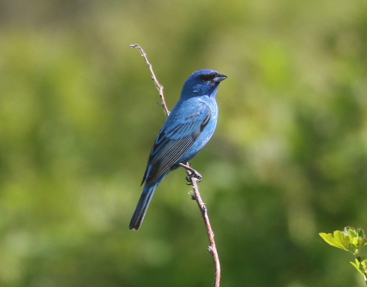 Indigo Bunting - Bobby Brown