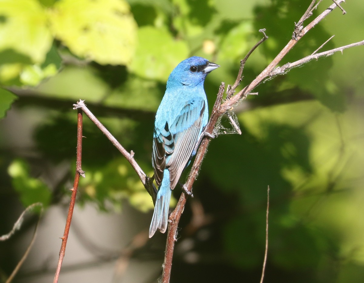 Indigo Bunting - ML584969301