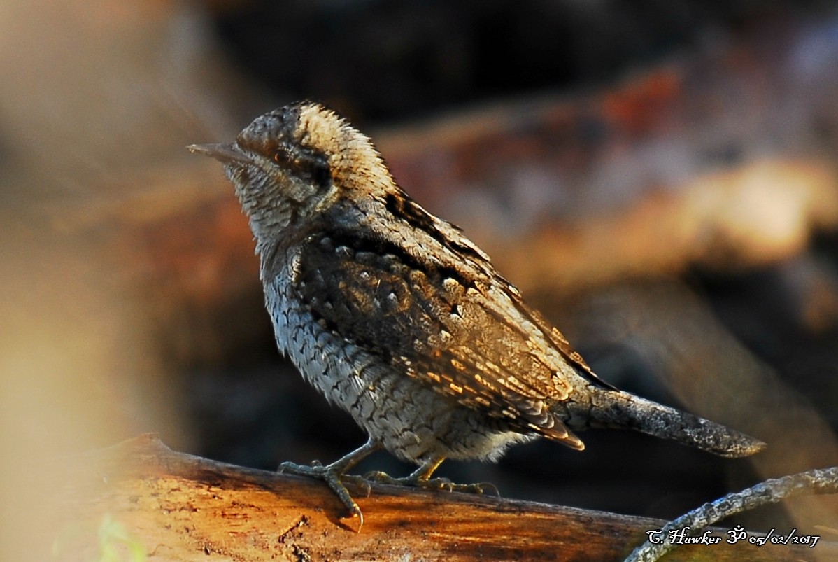 Eurasian Wryneck - ML58496931