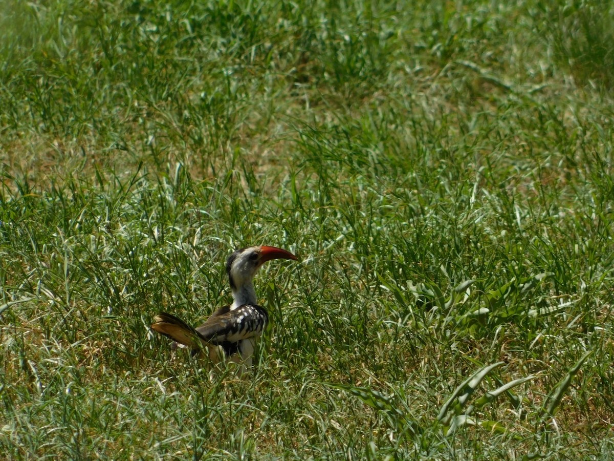 Northern Red-billed Hornbill - Dylan Scherer