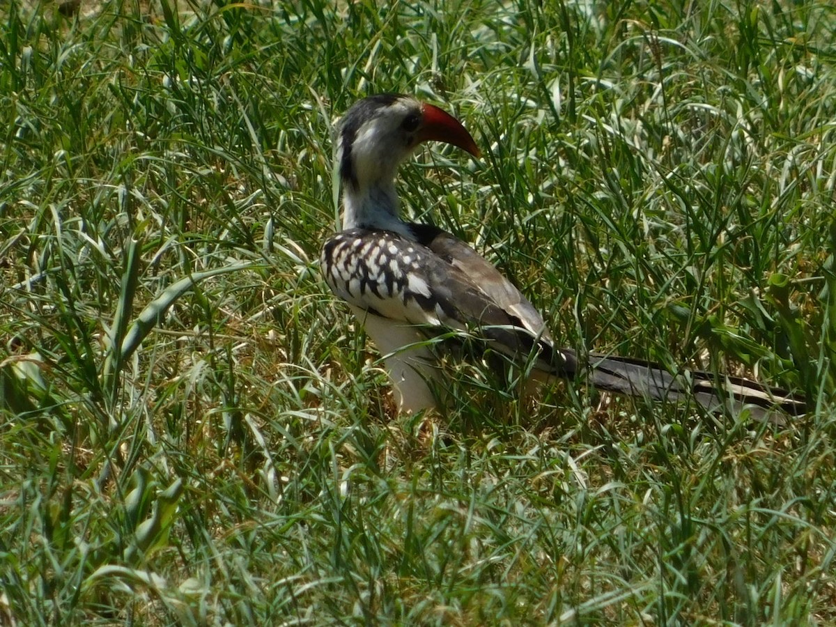 Northern Red-billed Hornbill - Dylan Scherer