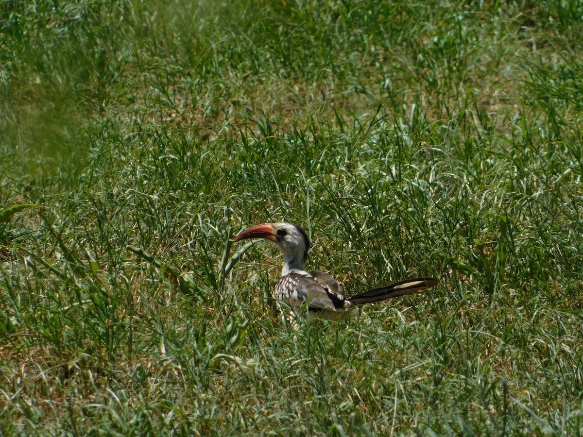 Northern Red-billed Hornbill - ML584969531