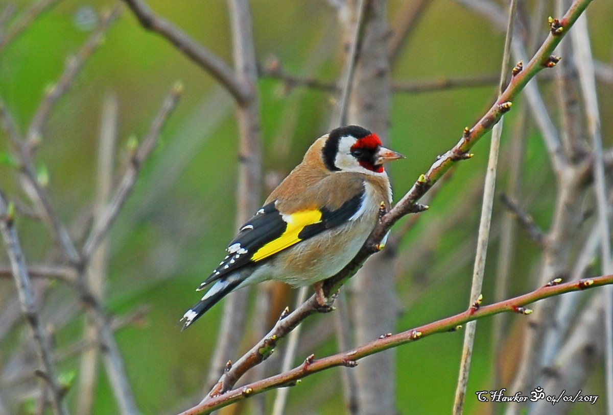 European Goldfinch - ML58496971