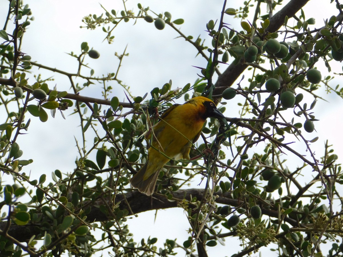 Speke's Weaver - Dylan Scherer