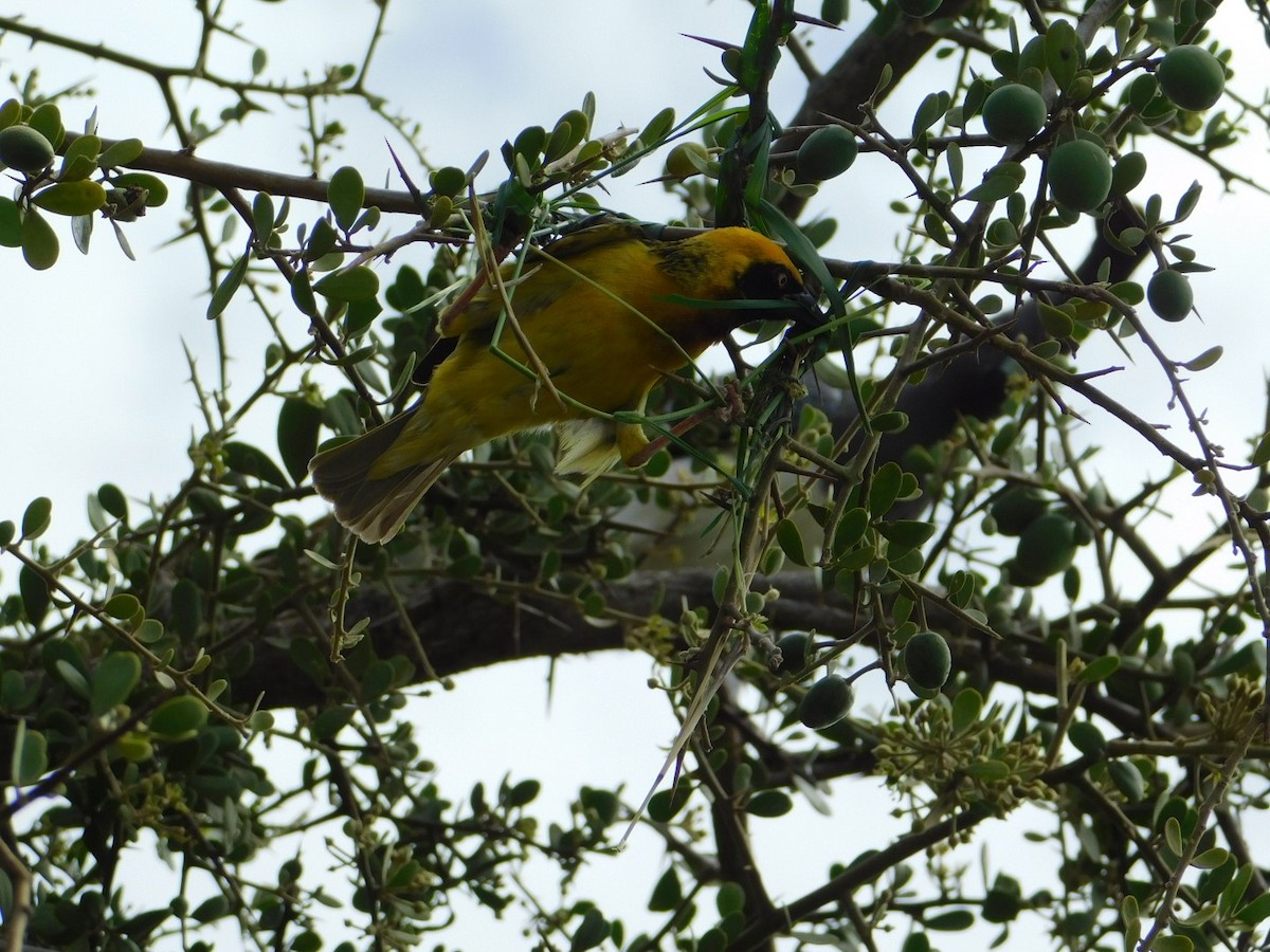 Speke's Weaver - Dylan Scherer