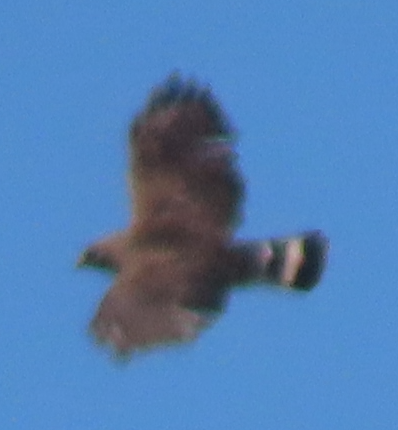 Broad-winged Hawk - Maia Ginsburg