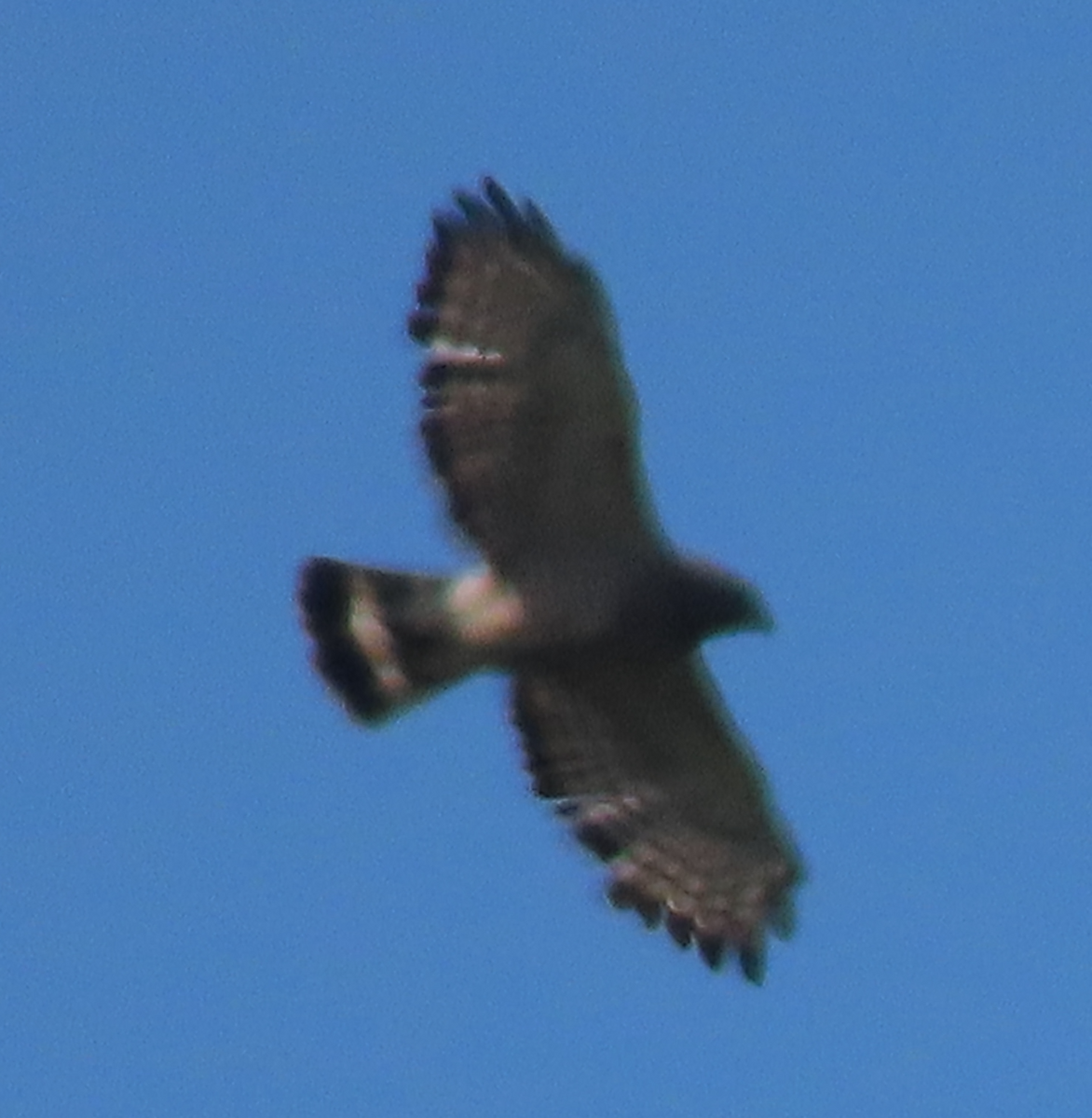 Broad-winged Hawk - ML584970501
