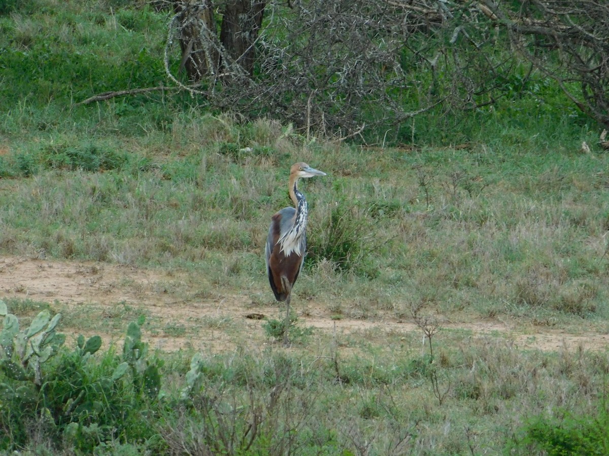 Goliath Heron - Dylan Scherer