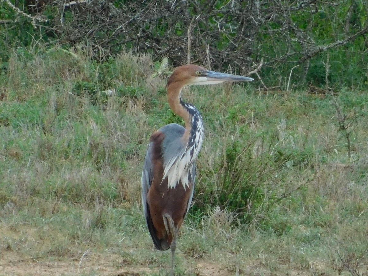 Goliath Heron - Dylan Scherer