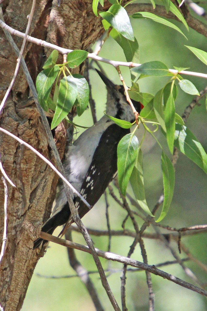 Hairy Woodpecker (Rocky Mts.) - ML584973311