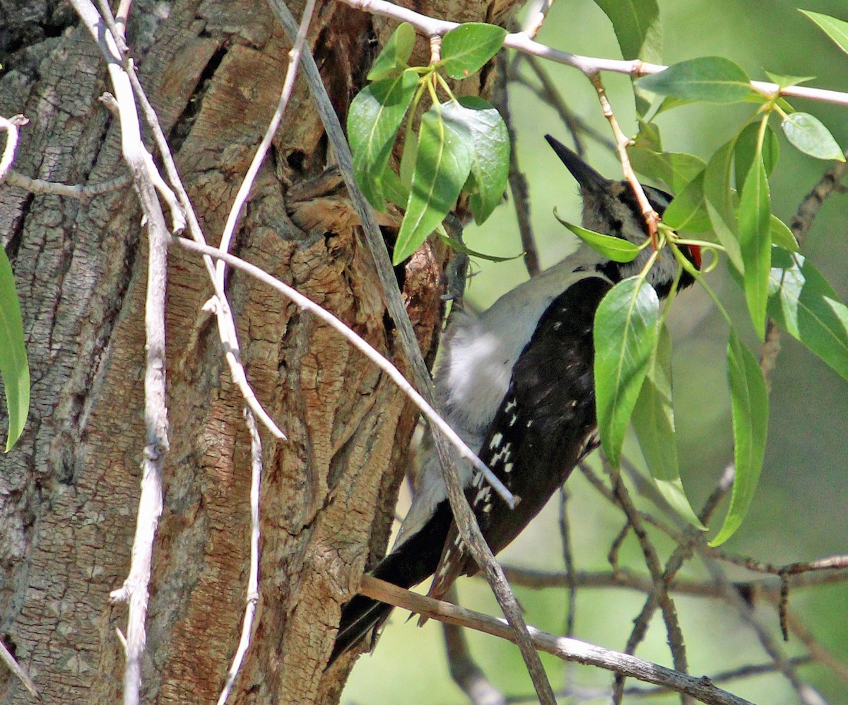 Hairy Woodpecker (Rocky Mts.) - ML584973321