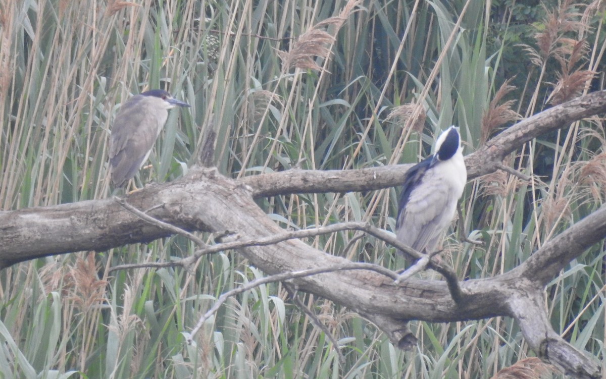 Black-crowned Night Heron - ML584973511