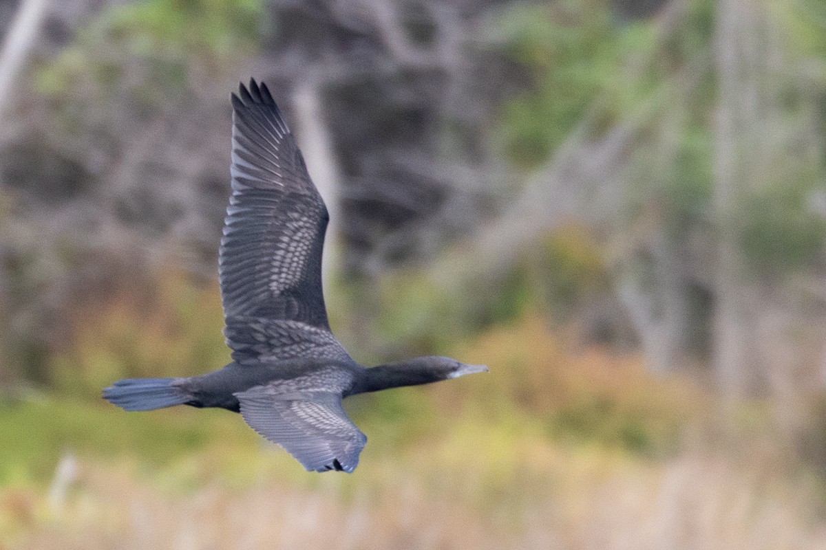 Little Black Cormorant - ML584977771